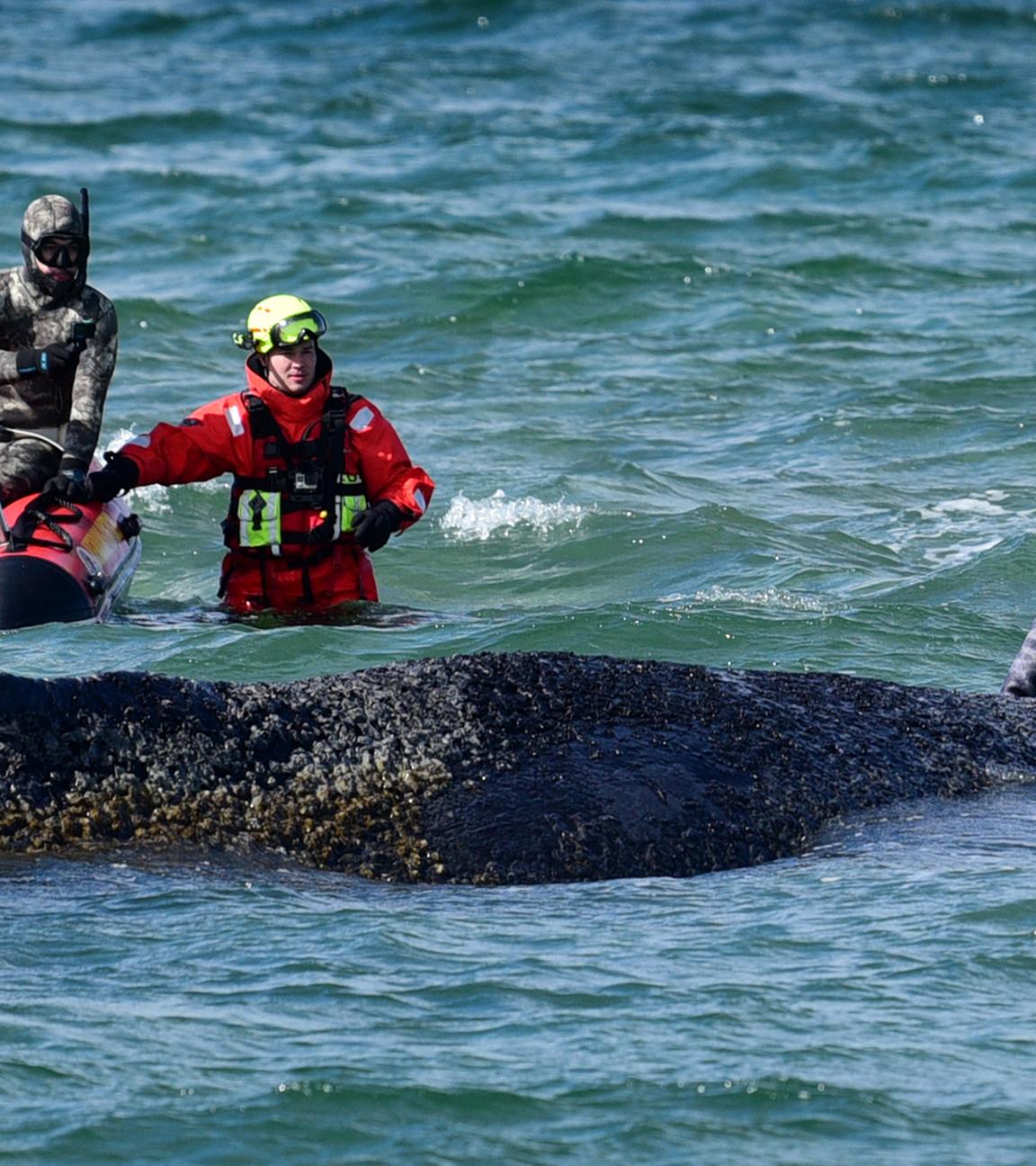 Hilfskräfte und Biologe Robert Marc Lehmann (im Wasser), stehen im Wasser dort, wo der Wal gestrandet ist.