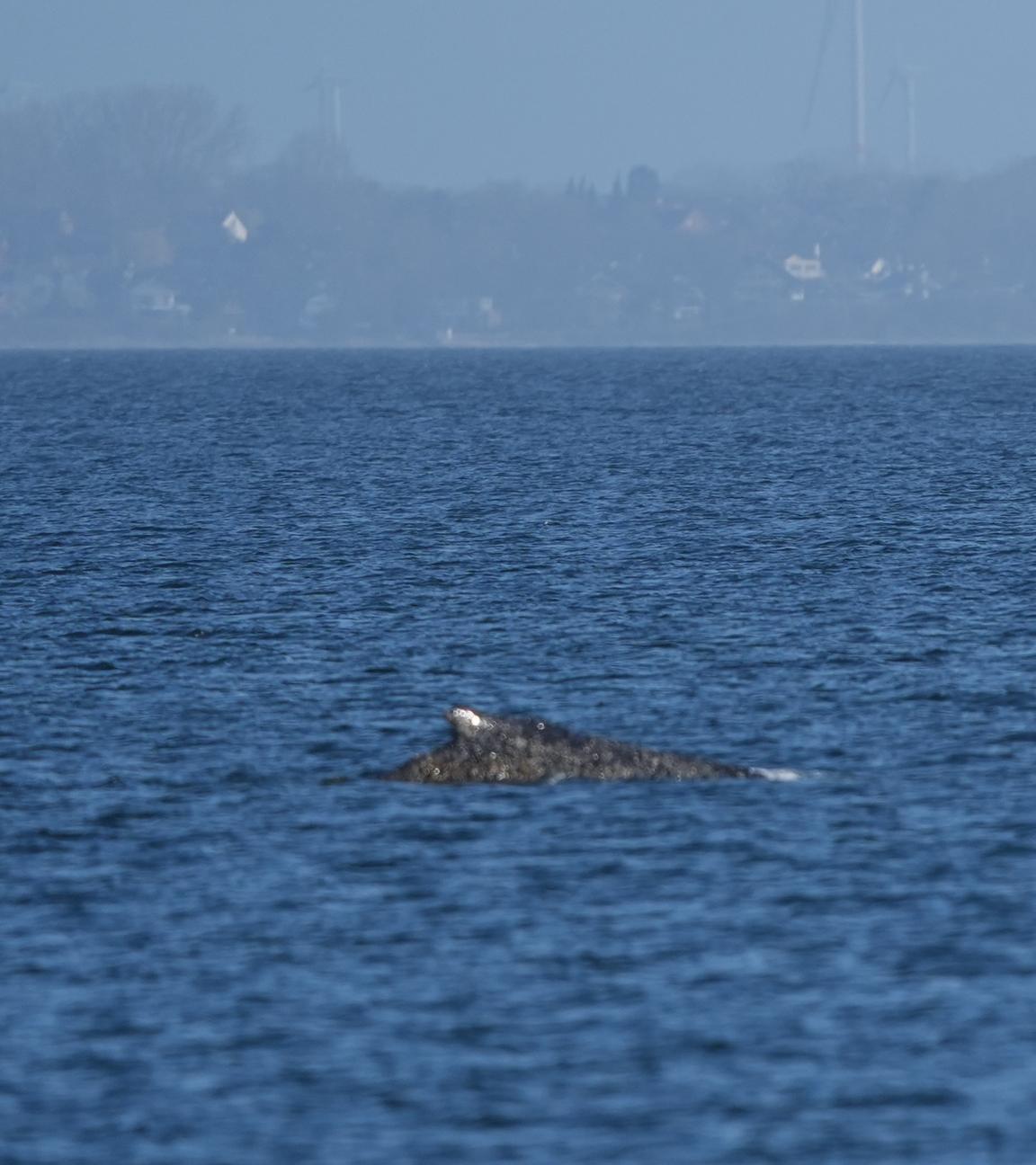  Der Buckelwal schwimmt in der Ostsee.