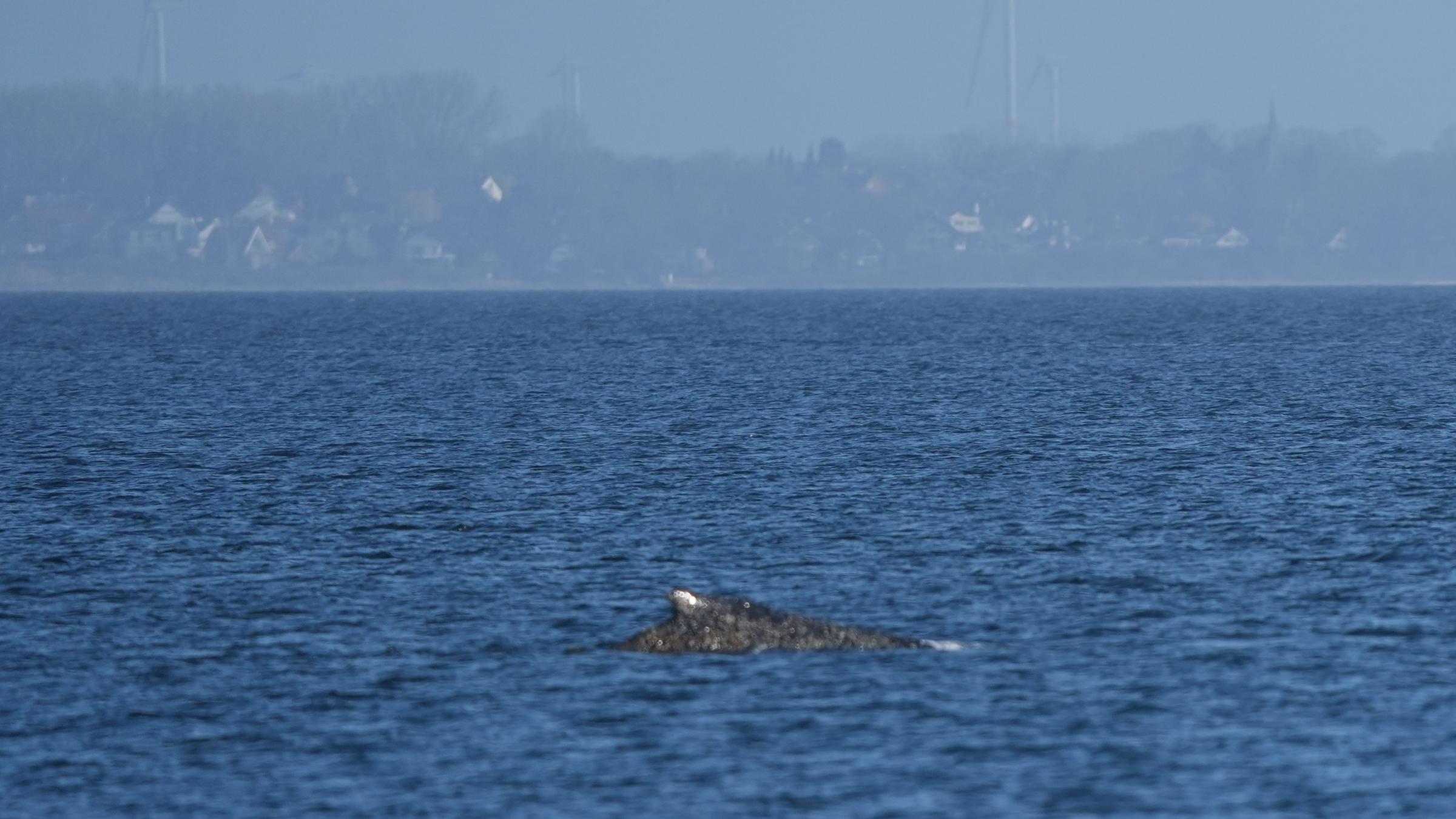  Der Buckelwal schwimmt in der Ostsee.