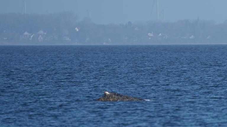 Der Buckelwal schwimmt in der Ostsee.