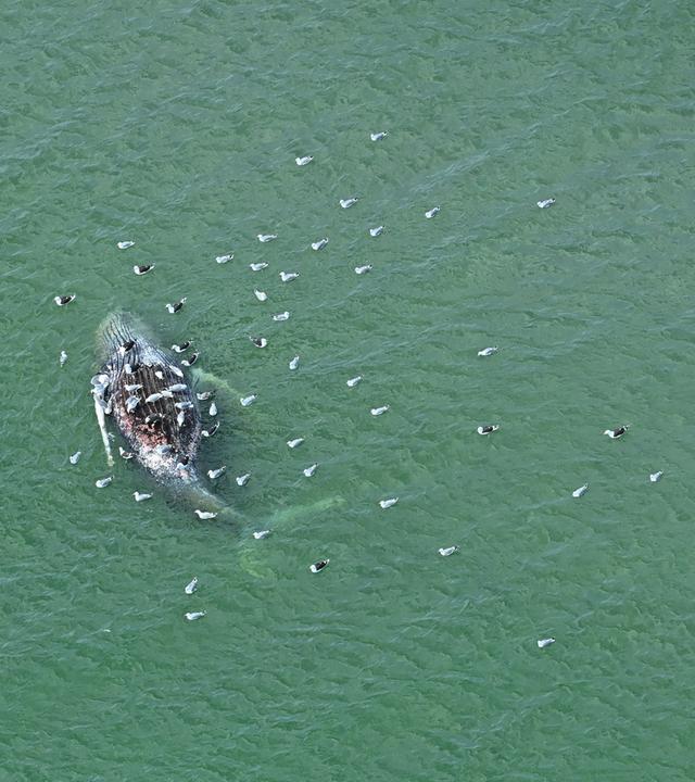 Ein toter Wal liegt vor der dänischen Insel Anholt. Unklar ist, ob es sich um den Wal handelt, der Ende März erstmals vor Timmendorfer Strand gestrandet war und rund einen Monat später in die Nordsee, transportiert wurde.