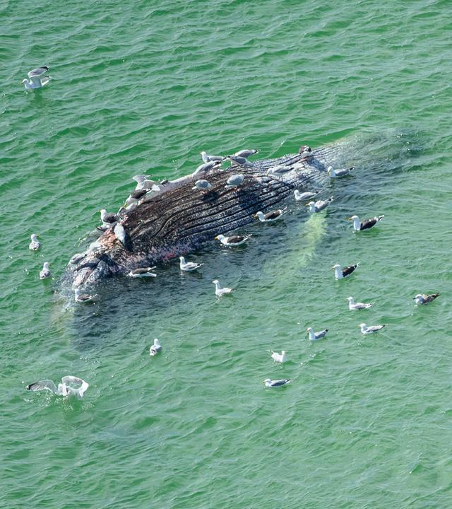 Ein toter Wal liegt vor der dänischen Insel Anholt. Unklar ist, ob es sich um den Wal handelt, der Ende März erstmals vor Timmendorfer Strand gestrandet war und rund einen Monat später in die Nordsee, transportiert wurde.
