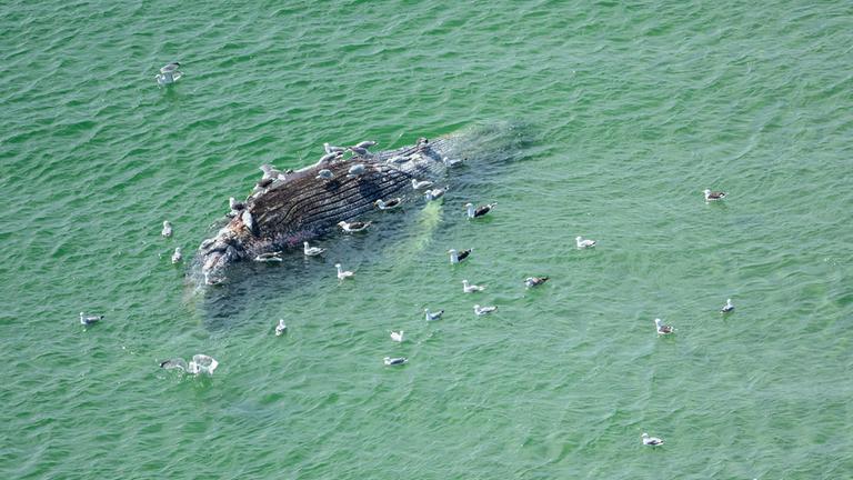 Ein toter Wal liegt vor der dänischen Insel Anholt. Unklar ist, ob es sich um den Wal handelt, der Ende März erstmals vor Timmendorfer Strand gestrandet war und rund einen Monat später in die Nordsee, transportiert wurde.