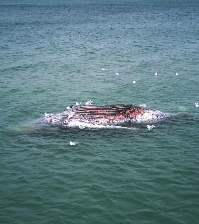 Ein toter Wal liegt vor der dänischen Insel Anholt. 