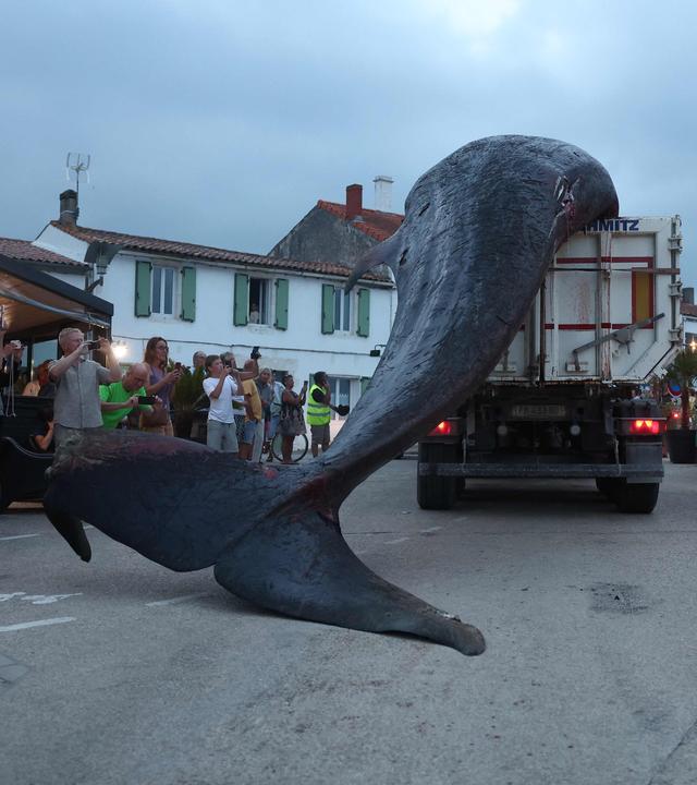 Ein riesiges totes Walweibchen wird auf der französischen Insel Île de Ré mit einem LKW abtransportiert.