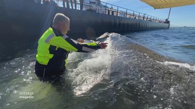 Mann schwimmt neben Wal auf dem Rettungsschiff