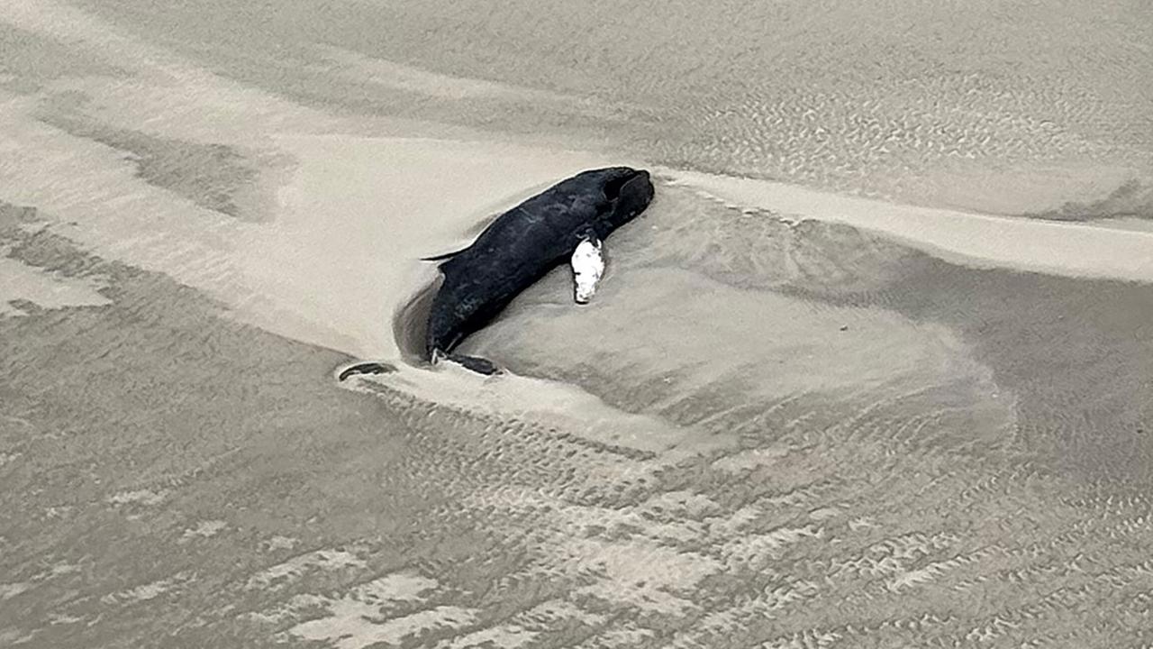 Die Luftaufnahme aus einem Hubschrauber zeigt einen schwarzen Wal im Sand liegend auf der kleinen, unbewohnten Wattenmeerinsel Minsener Oog südöstlich der Insel Wangerooge.