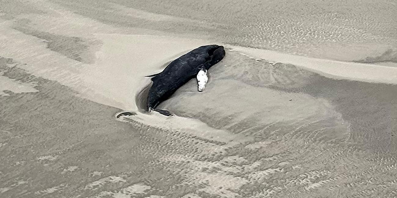 Die Luftaufnahme aus einem Hubschrauber zeigt einen schwarzen Wal im Sand liegend auf der kleinen, unbewohnten Wattenmeerinsel Minsener Oog südöstlich der Insel Wangerooge.