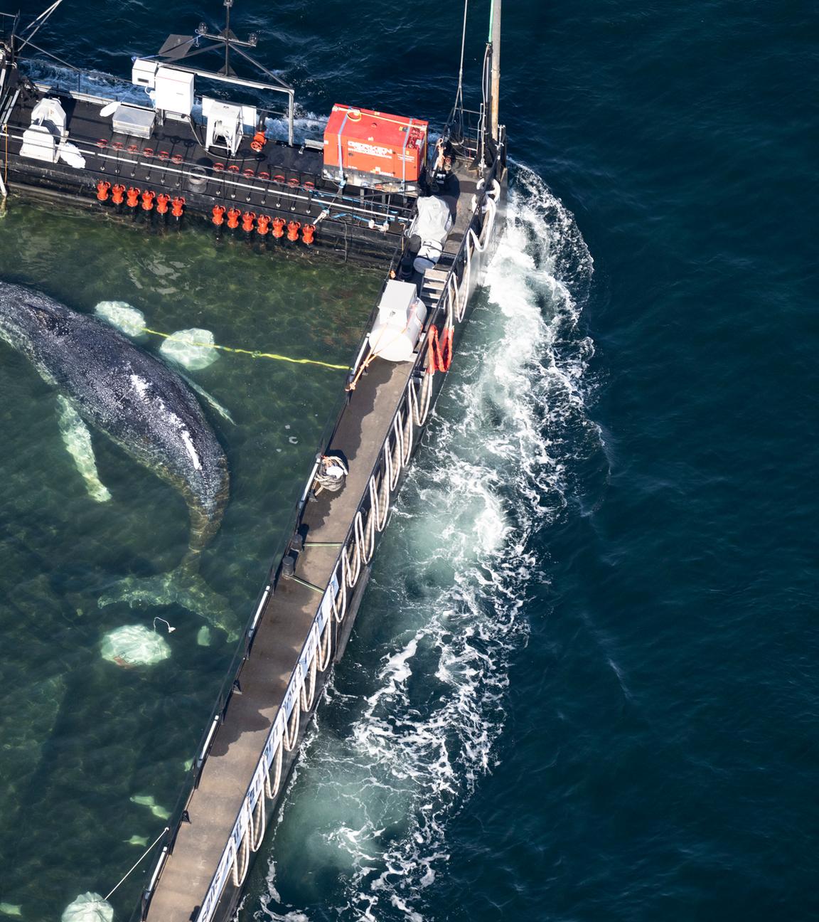 Weitere Entwicklung zum Buckelwal in der Ostsee