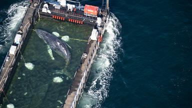 Weitere Entwicklung zum Buckelwal in der Ostsee