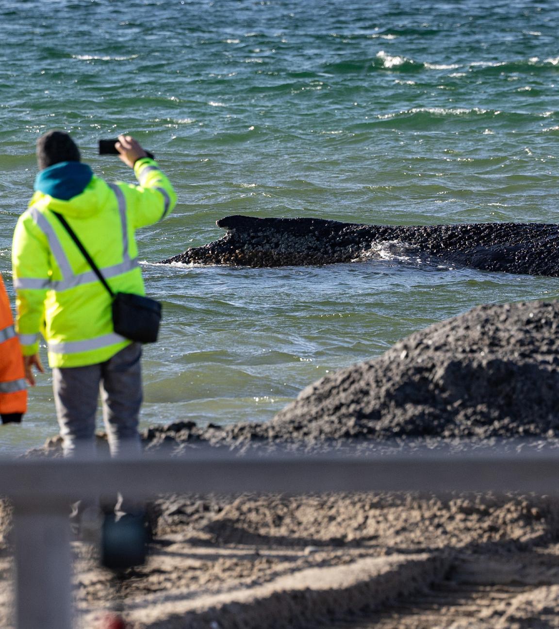 Helfer beaufsichtigen die Rettungsarbeiten an einem gestrandeten Buckelwal in der Ostsee am 26.03.2026.