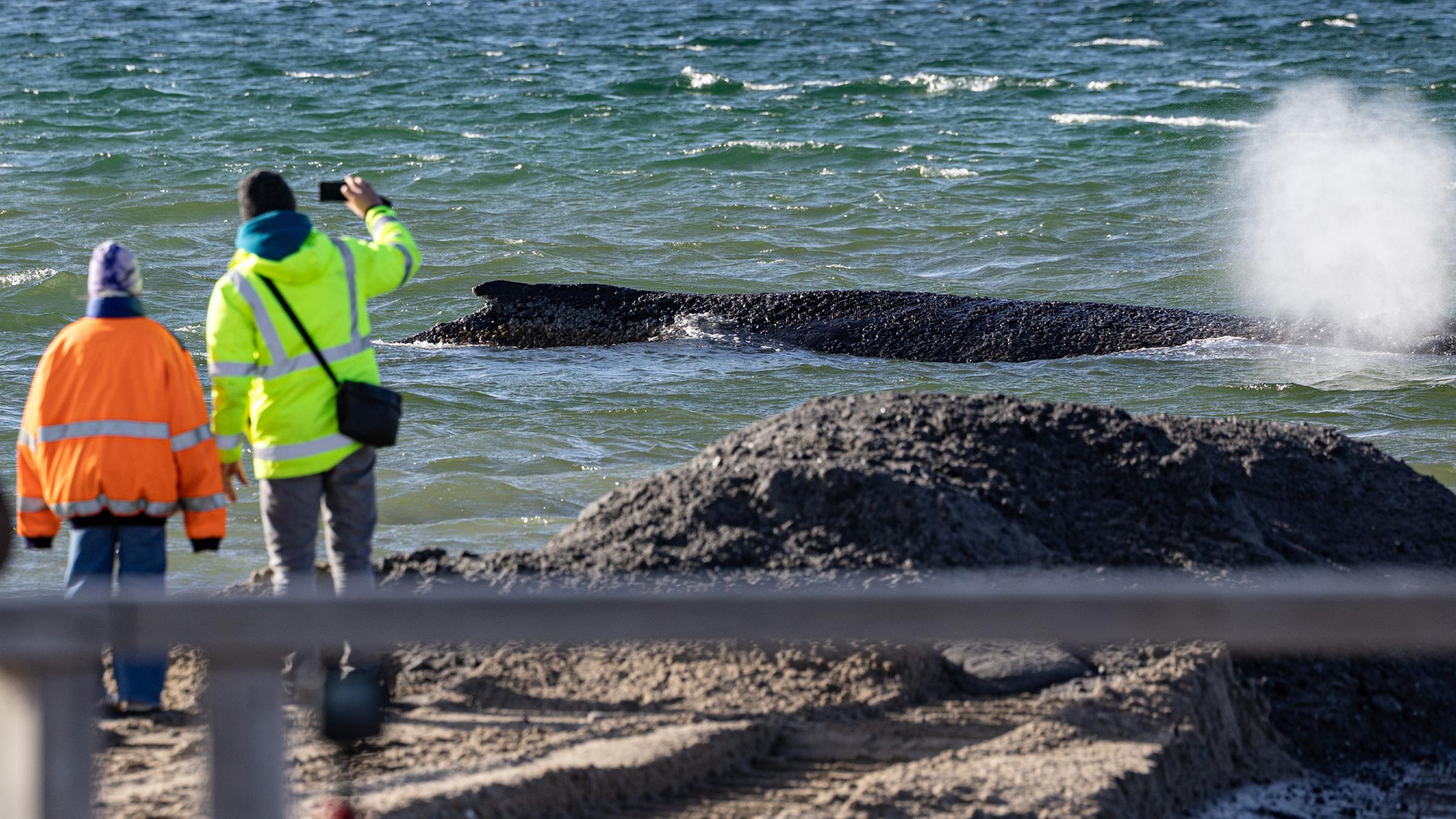 Helfer beaufsichtigen die Rettungsarbeiten an einem gestrandeten Buckelwal in der Ostsee am 26.03.2026.