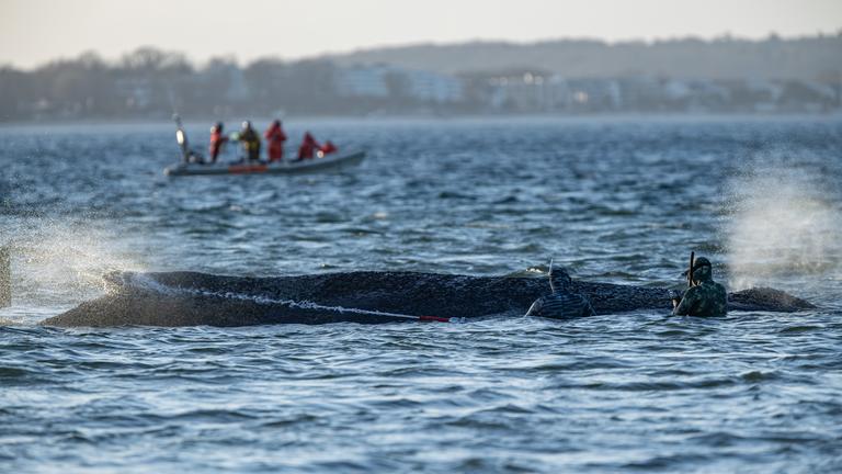 Helfer besprühen einen gestrandeten Wal mit Wasser.