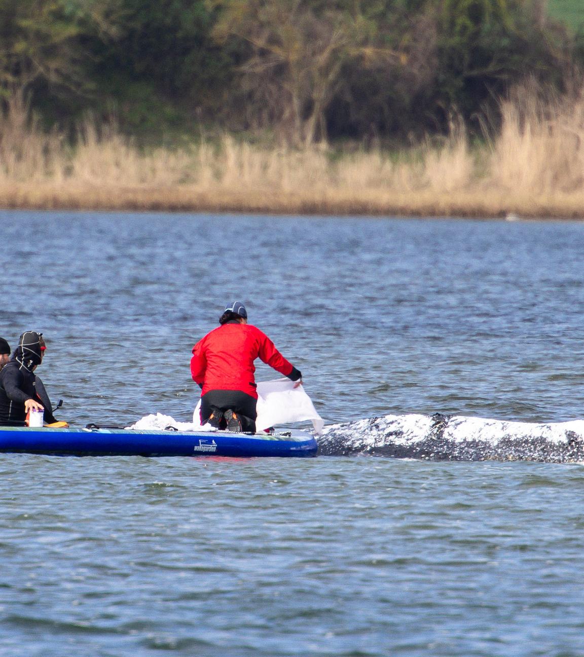 Helfer im Wasser neben dem gestrandeten Buckelwal