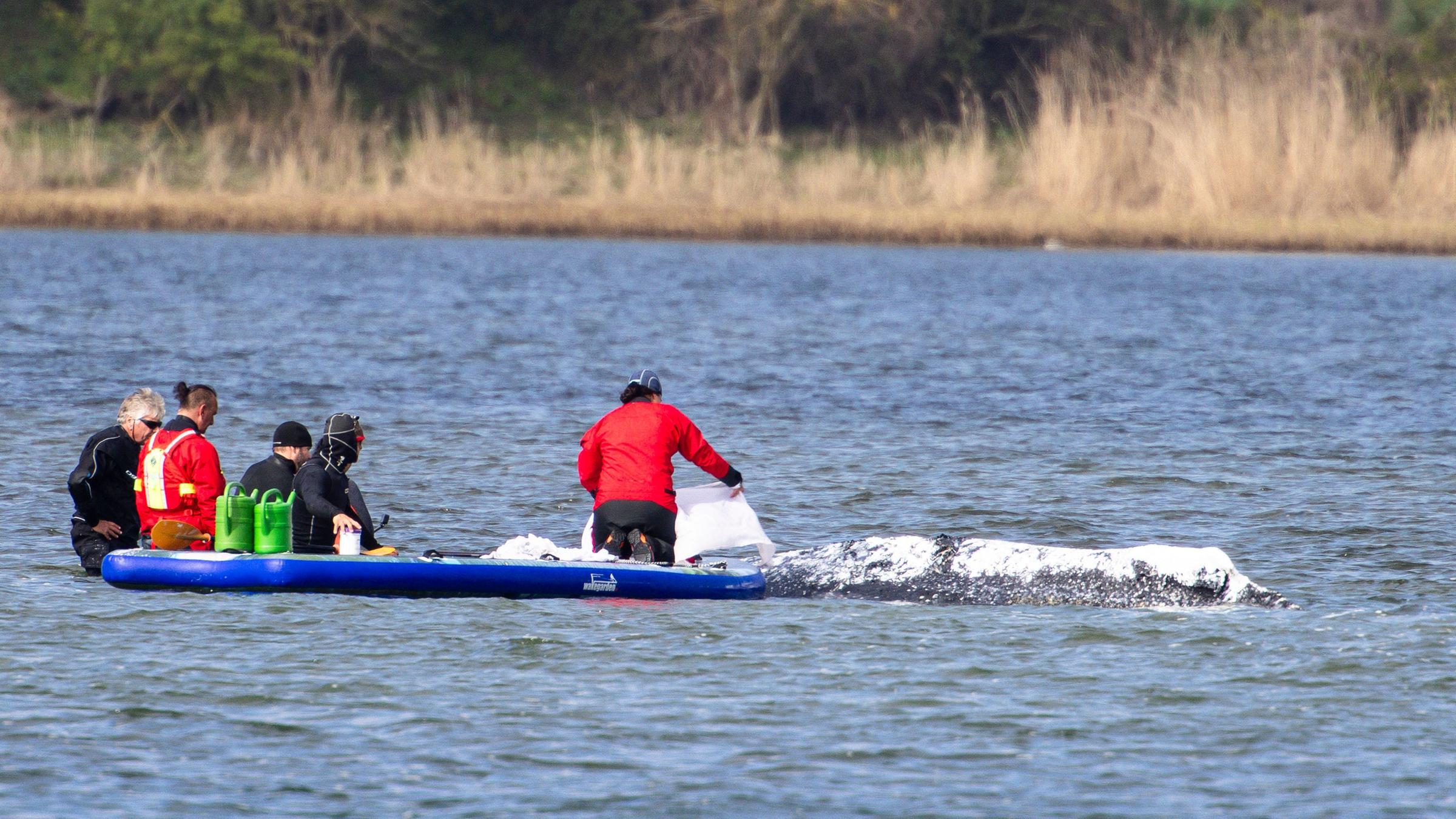 Helfer im Wasser neben dem gestrandeten Buckelwal