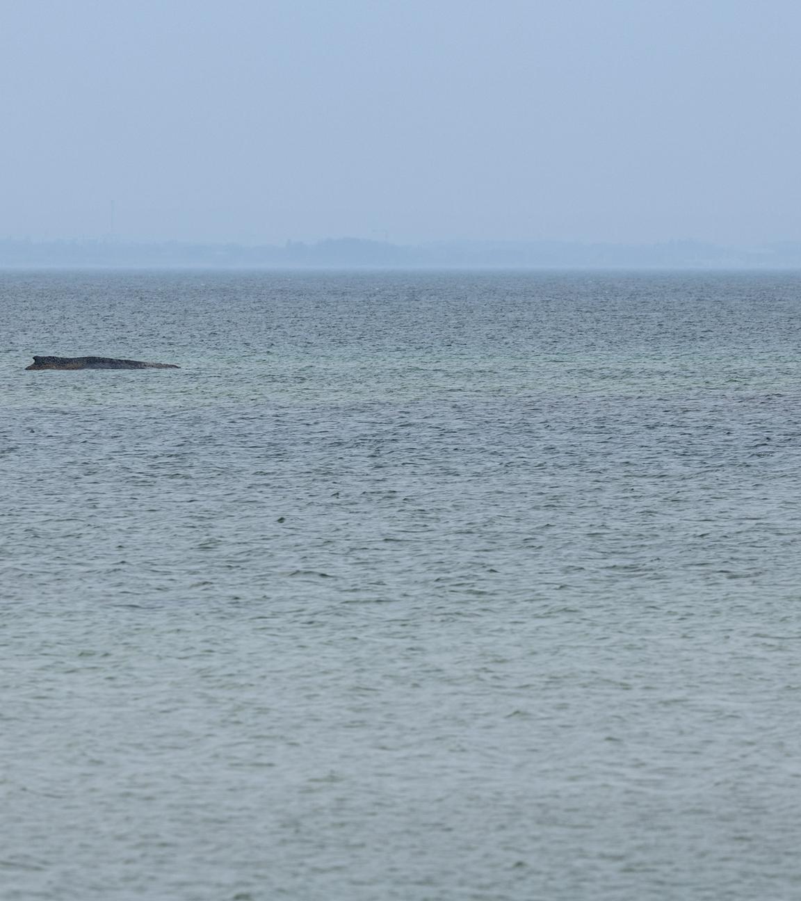 Wal an der Ostseeküste gestrandet