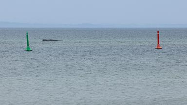 Wal an der Ostseeküste gestrandet