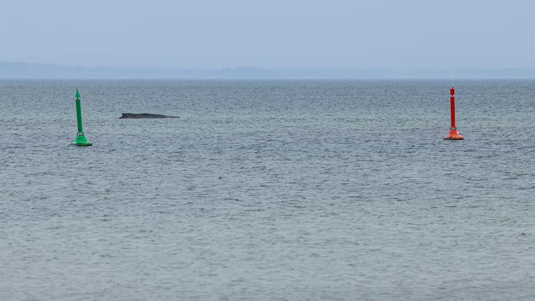 Wal an der Ostseeküste gestrandet