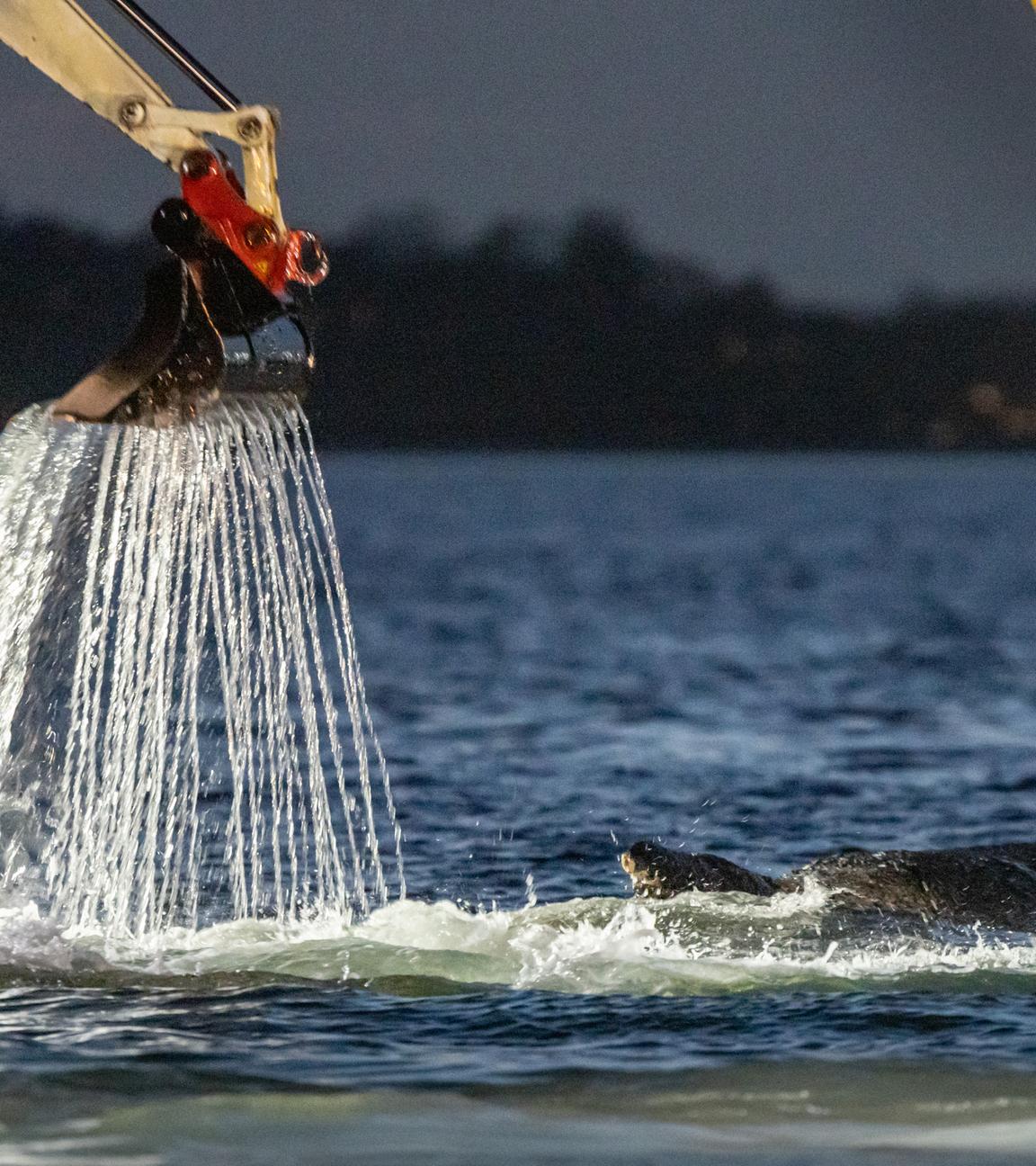 Schleswig-Holstein, Timmendorfer Strand: Mehrere Bagger arbeiten in der Nähe von einem gestrandeten Wal.