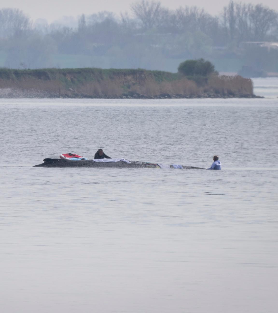 Helfer legen Tücher über den vor der Insel Poel gestrandeten Buckelwal.