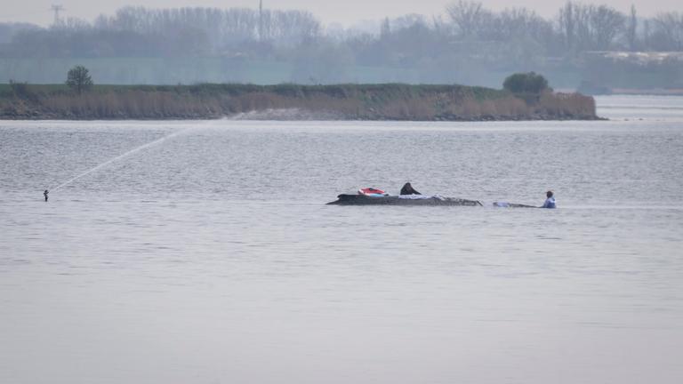 Helfer legen Tücher über den vor der Insel Poel gestrandeten Buckelwal.