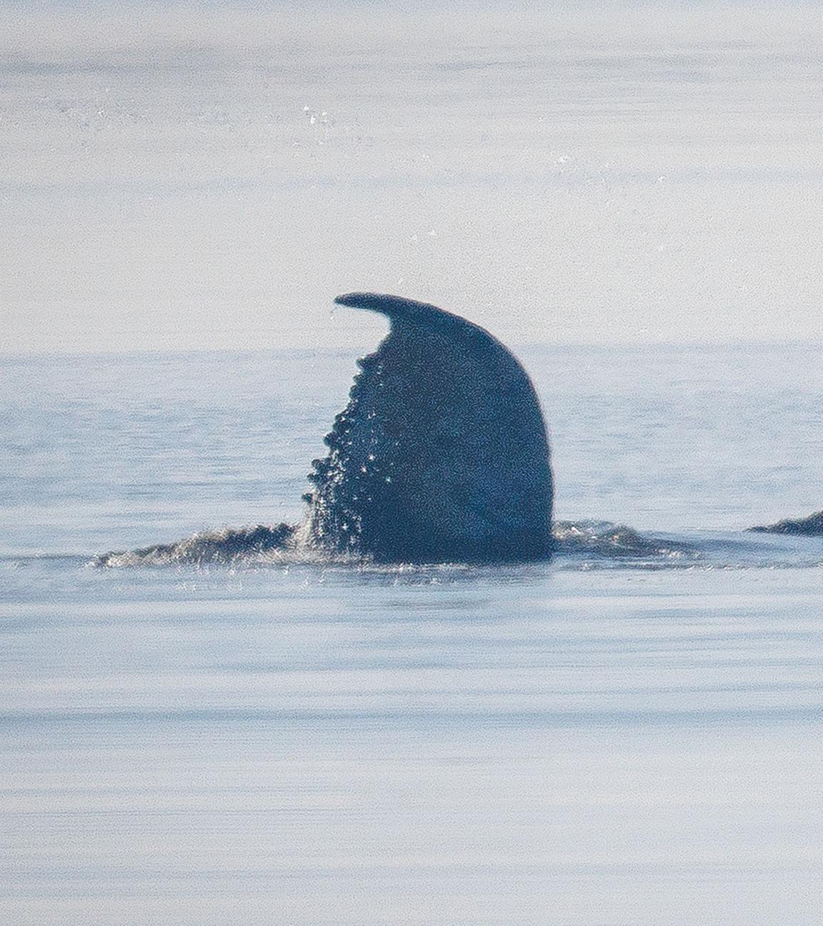 Der Buckelwal vor der Insel Poel schlägt mit seiner Schwanzflosse. Aufgenommen am 17.04.2026 in Kirchdorf auf der Insel Poel.