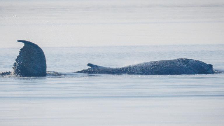 Der Buckelwal vor der Insel Poel schlägt mit seiner Schwanzflosse. Aufgenommen am 17.04.2026 in Kirchdorf auf der Insel Poel.