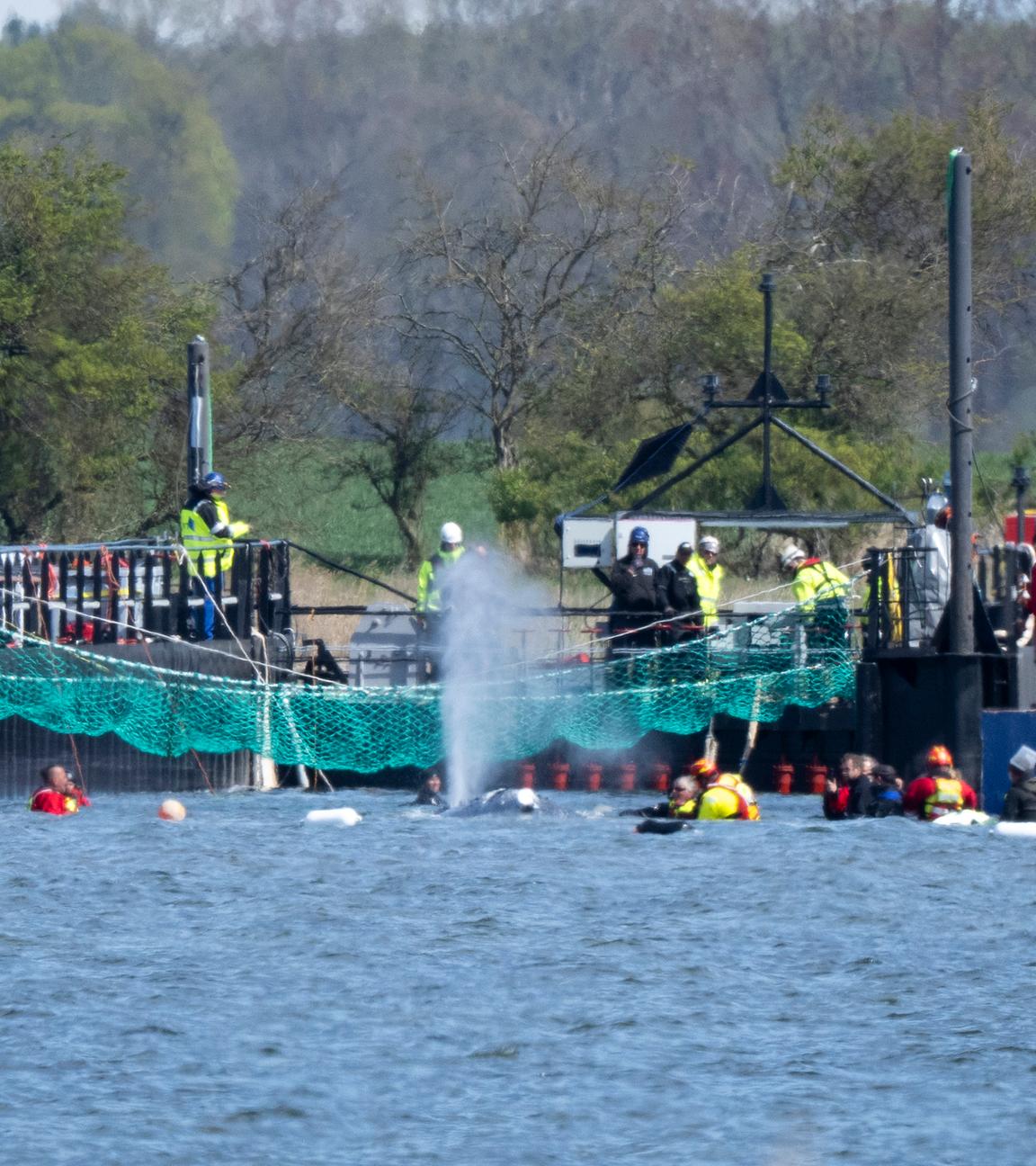 Der Buckelwal bläst Atemluft aus. Der in der Ostsee gestrandete Buckelwal ist in dem für seinen Transport vorgesehenen Lastkahn angekommen. Das Tier bewegte sich durch eine zuvor ausgebaggerte Rinne in die sogenannte Barge, nachdem Helfer ihn zuvor mit Gurten in diese Richtung gezogen hatten.