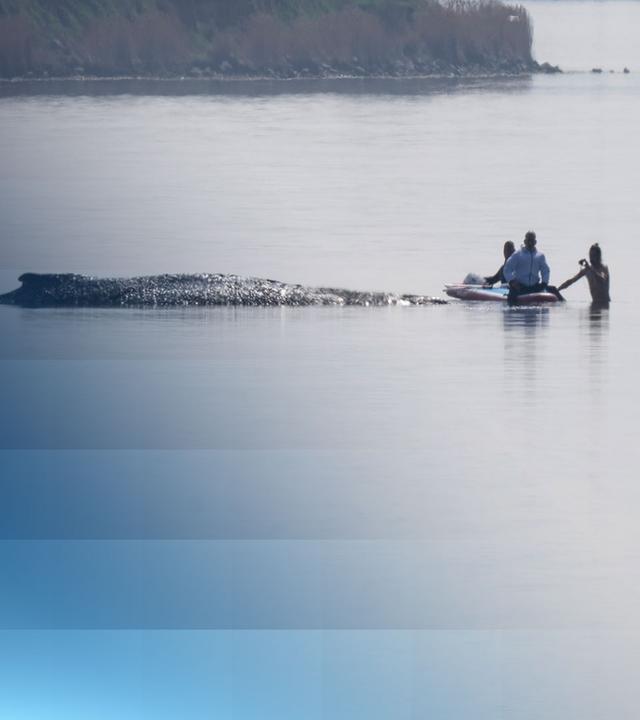 Buckelwal vor Insel Poel mit Helfern der Rettungsaktion
