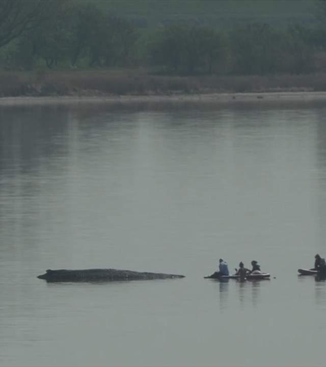 Wal Timmy vor Wismar