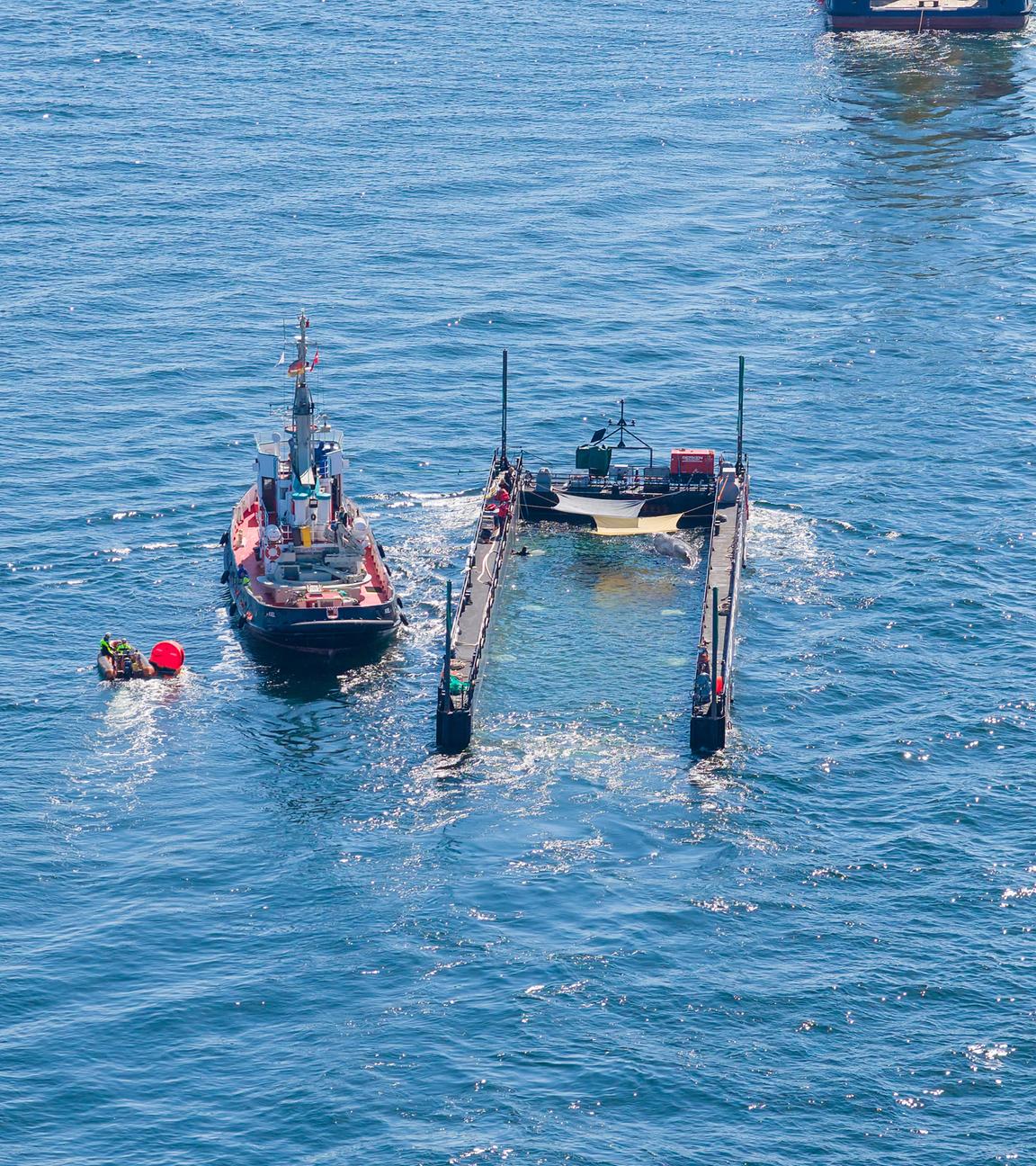  Das Schutznetz an der Barge, das den Buckelwal bei seinem Transport aus der Ostsee bislang vom offenen Wasser trennte, ist entfernt worden. 
