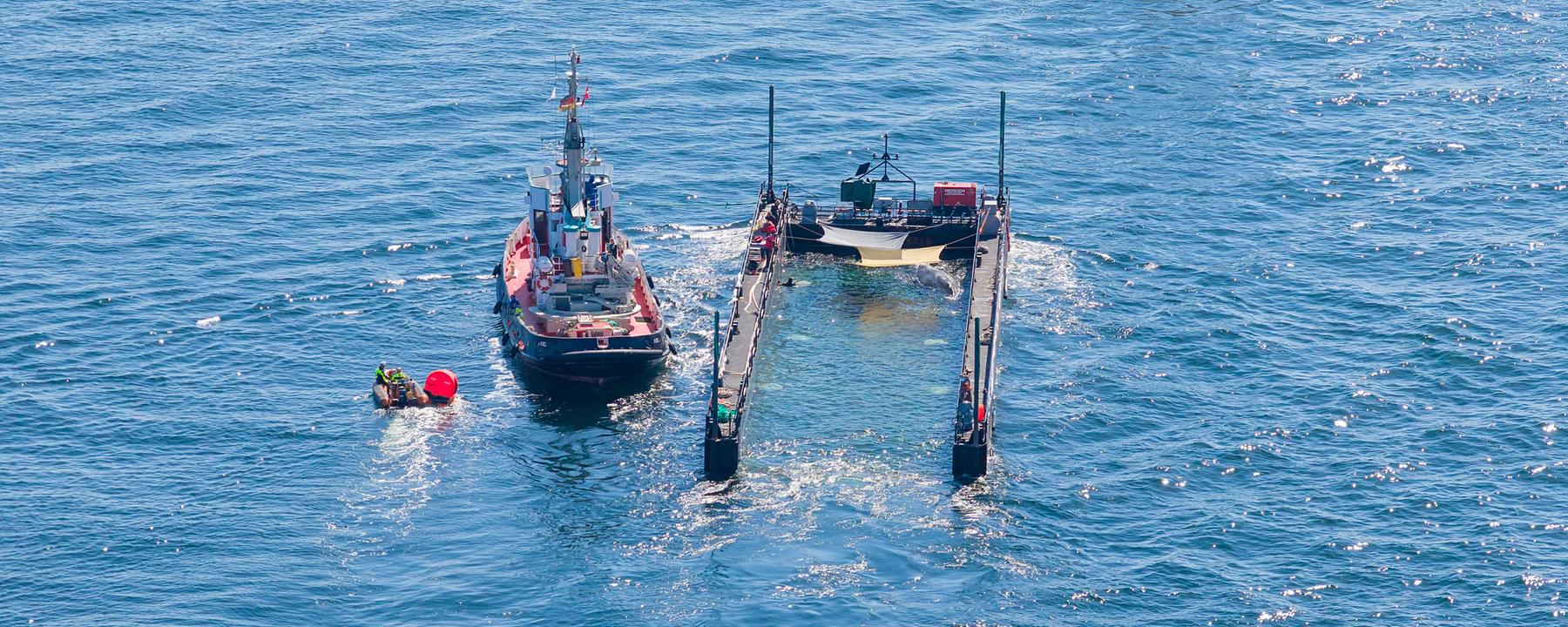  Das Schutznetz an der Barge, das den Buckelwal bei seinem Transport aus der Ostsee bislang vom offenen Wasser trennte, ist entfernt worden. 