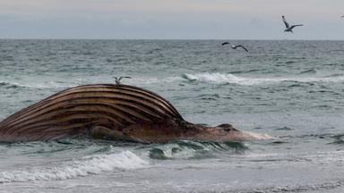 Der tote Wal liegt aufgebläht vor der dänischen Insel Anholt.