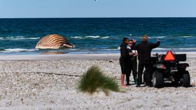 Der aufgeblähte Wal-Kadaver liegt unweit des Strands vor der Insel Anholt. 