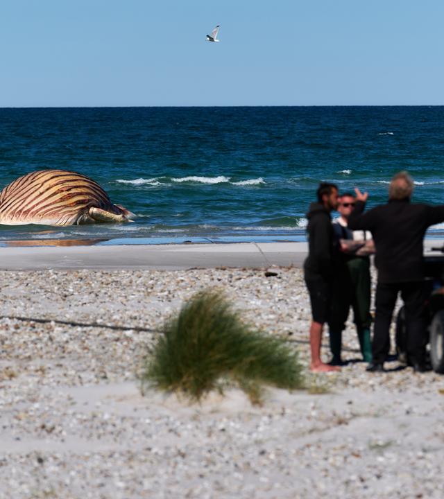 Der aufgeblähte Wal-Kadaver liegt unweit des Strands vor der Insel Anholt. 