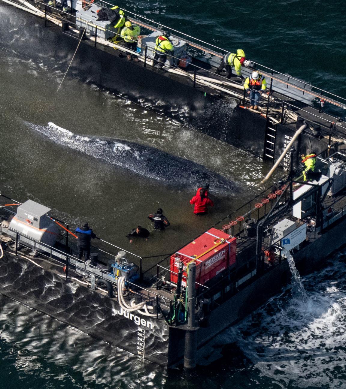 Der in der Ostsee gestrandete Buckelwal "Timmy" soll nun mit dem Schiff in die Nordsee gebracht werden.