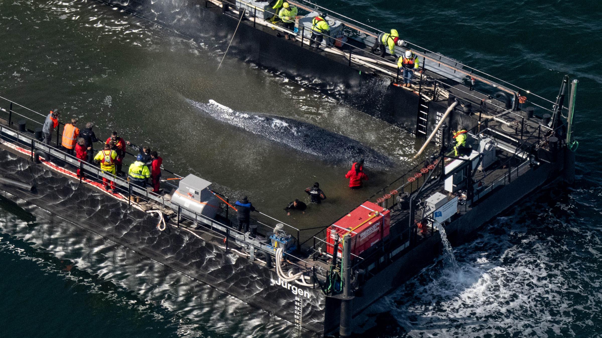 Der in der Ostsee gestrandete Buckelwal "Timmy" soll nun mit dem Schiff in die Nordsee gebracht werden.