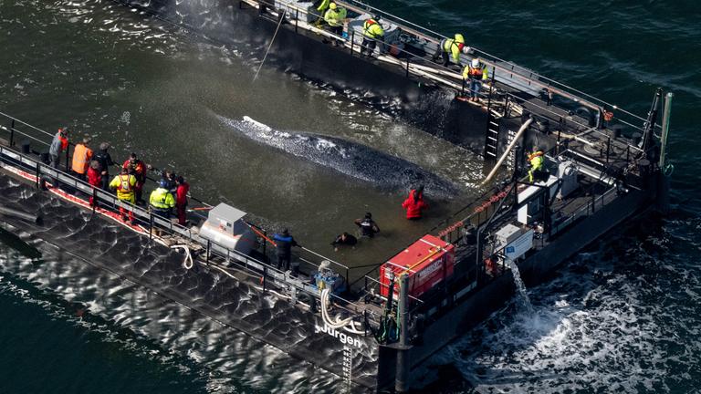 Der in der Ostsee gestrandete Buckelwal "Timmy" soll nun mit dem Schiff in die Nordsee gebracht werden.