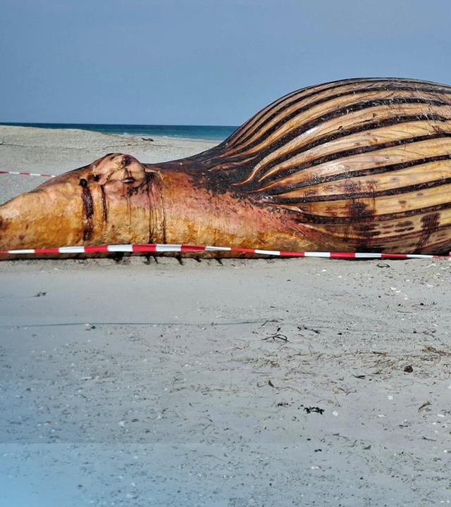 Der Kadaver von "Timmy" am Strand