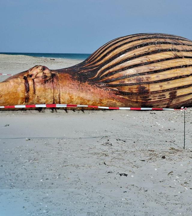 Der Kadaver von "Timmy" am Strand