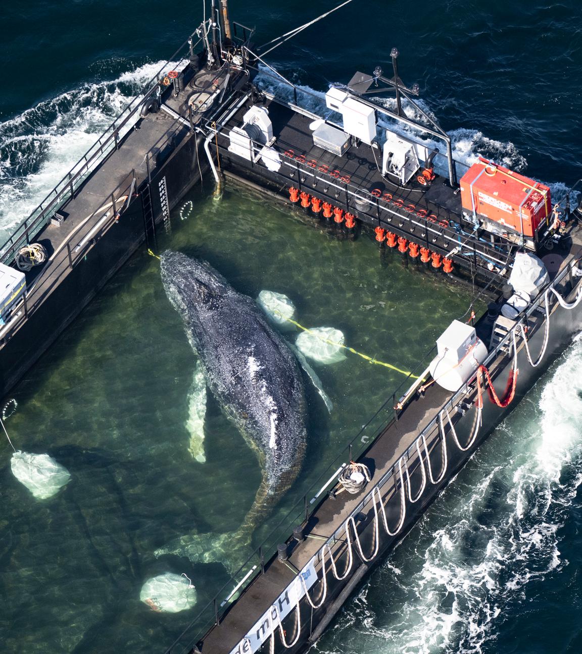 Der Wal liegt am Mittwochmorgen in einem gefluteten Lastschiff kurz vor der dänischen Grenze.
