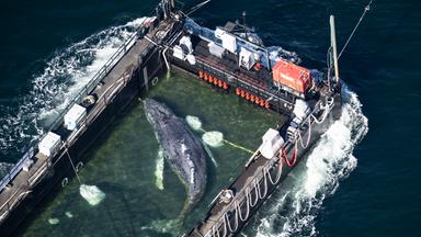 Der Wal liegt am Mittwochmorgen in einem gefluteten Lastschiff kurz vor der dänischen Grenze.