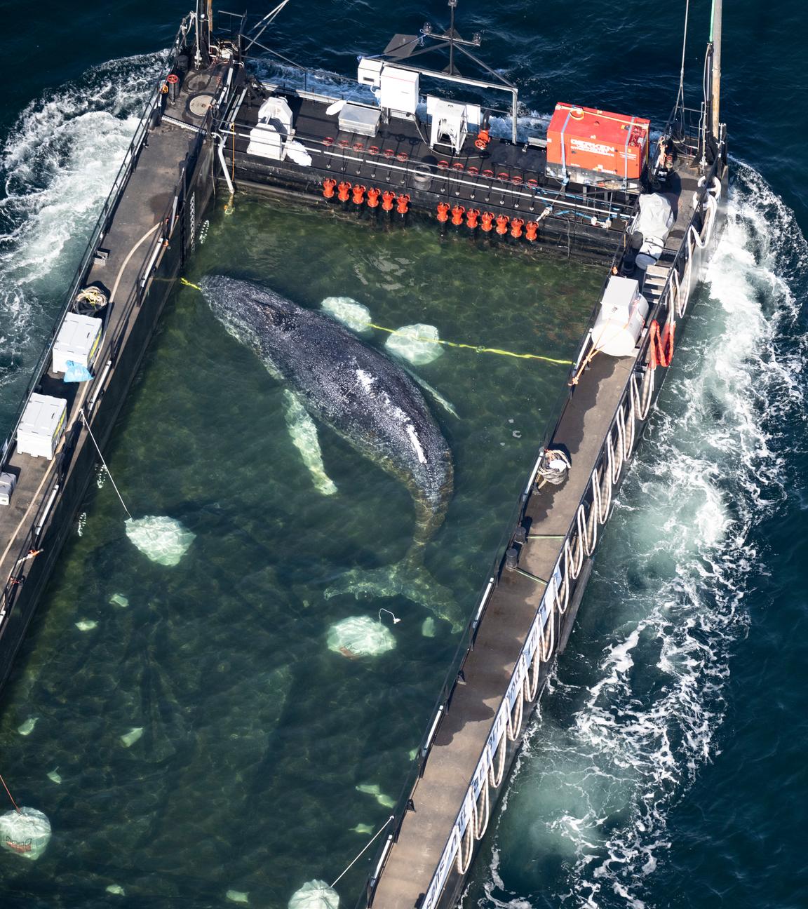 Der aus einer flachen Bucht vor Wismar geborgene Buckelwal wird in einem gefluteten Lastschiff in Richtung Nordsee transportiert. 