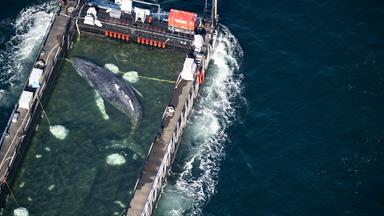 Der aus einer flachen Bucht vor Wismar geborgene Buckelwal wird in einem gefluteten Lastschiff in Richtung Nordsee transportiert. 
