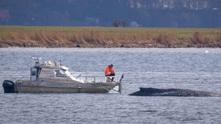 Ein Boot liegt in der Nähe des Wals vor der Insel Poel am 03.04.2026.