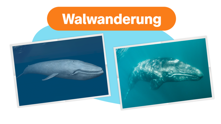 ES Warum Wale wandern