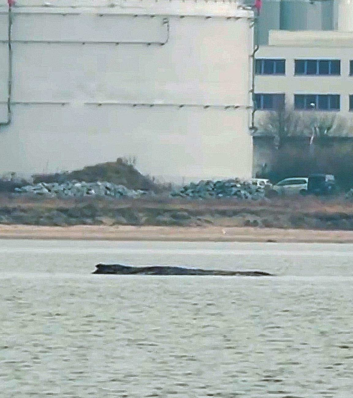 Ein Boot ist neben dem erneut gestrandeten Buckelwal in der Wismarerbucht zu sehen. Aufgenommen am 28.03.2026.