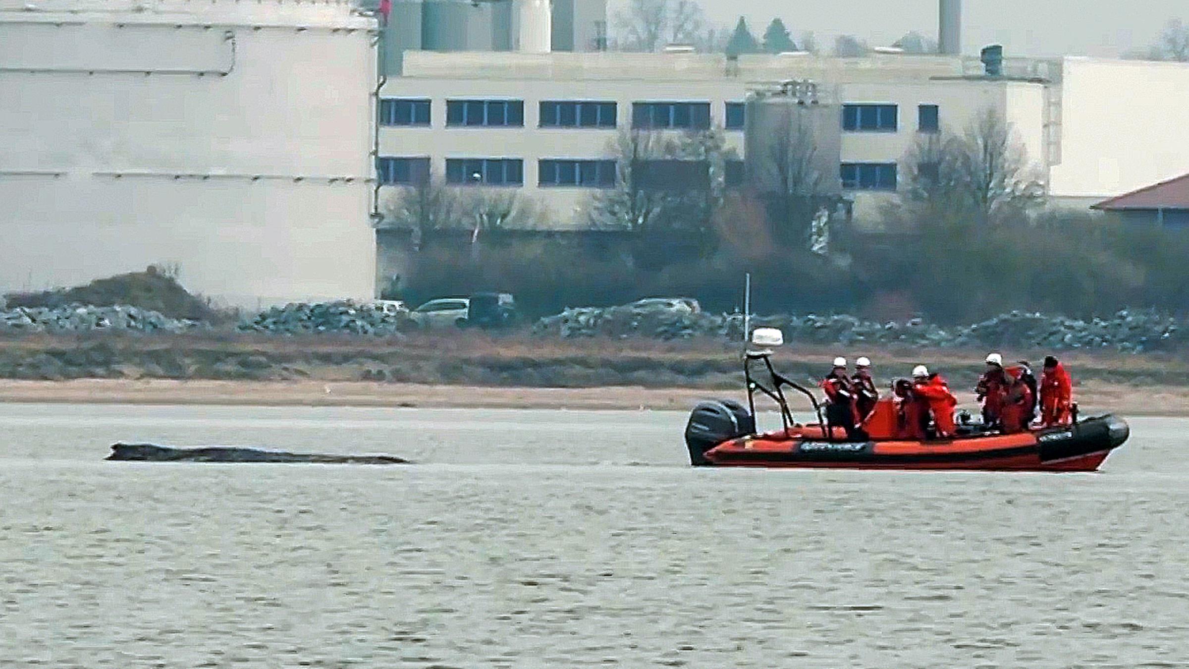 Ein Boot ist neben dem erneut gestrandeten Buckelwal in der Wismarerbucht zu sehen. Aufgenommen am 28.03.2026.
