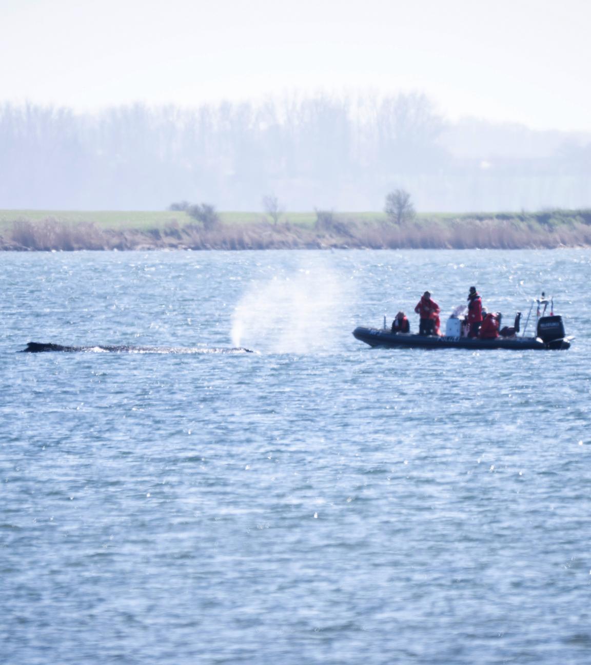 Ein Schlauchboot nähert sich dem gestrandeten Wal