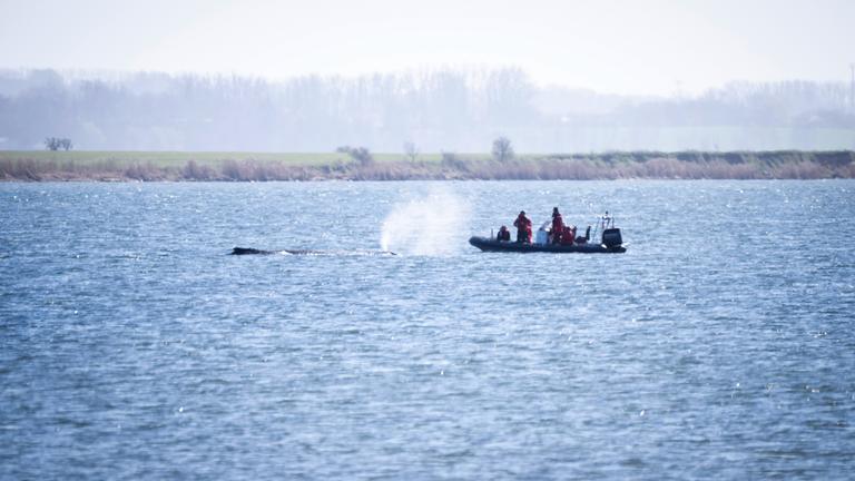 Ein Schlauchboot nähert sich dem gestrandeten Wal